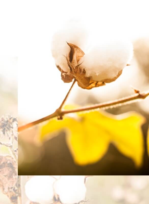 Fairtrade Cotton